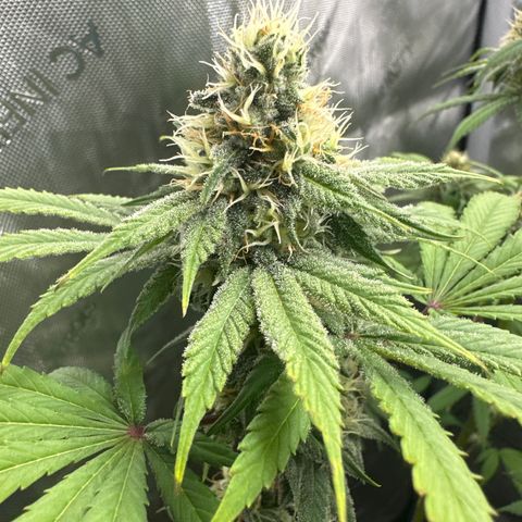 Sour Diesel - ILGM growlog timeline photo