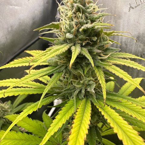 Sour Diesel - ILGM growlog timeline photo