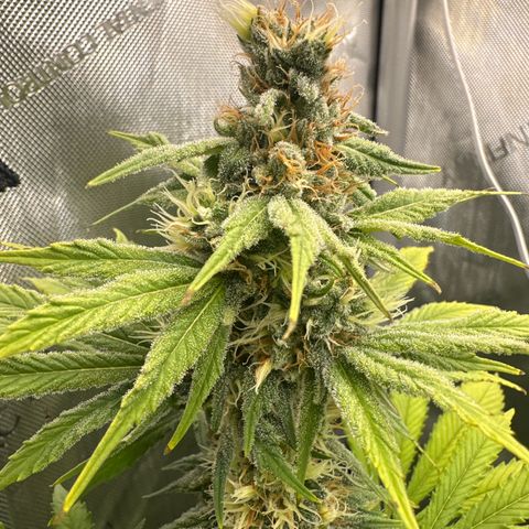 Sour Diesel - ILGM growlog timeline photo