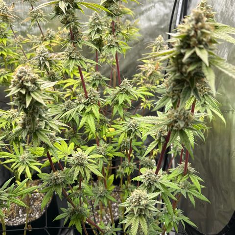 Sweet Tooth - ILGM growlog timeline photo