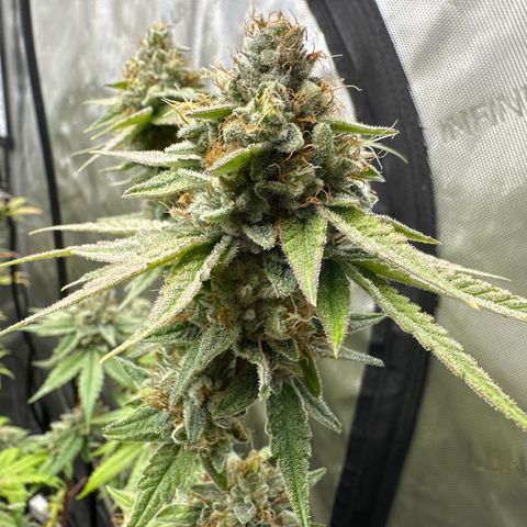 Sweet Tooth - ILGM growlog timeline photo