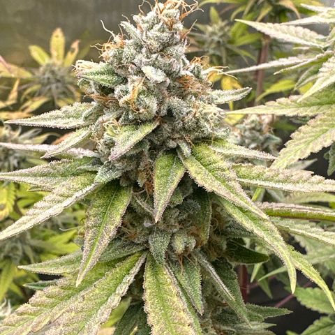 Sweet Tooth - ILGM growlog timeline photo