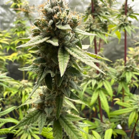 Sweet Tooth - ILGM growlog timeline photo