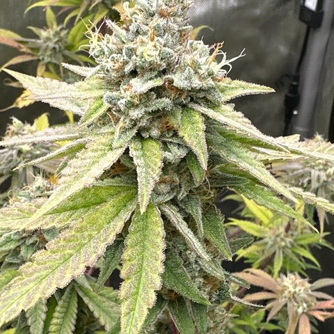 Sweet Tooth - ILGM growlog timeline photo