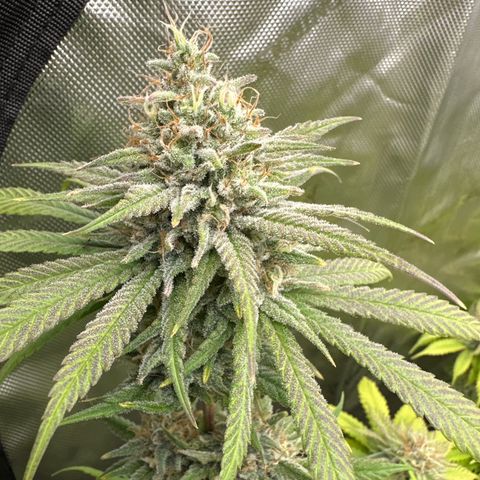 Cherry Pie - ILGM growlog timeline photo