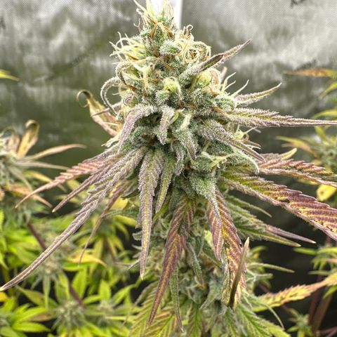 Cherry Pie - ILGM growlog timeline photo
