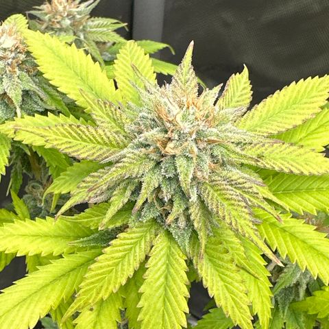 Cherry Pie - ILGM growlog timeline photo