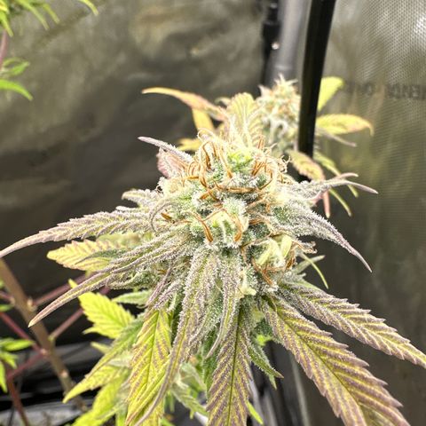 Cherry Pie - ILGM growlog timeline photo