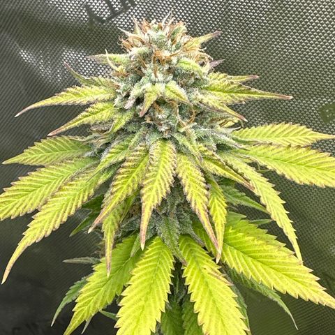 Cherry Pie - ILGM growlog timeline photo