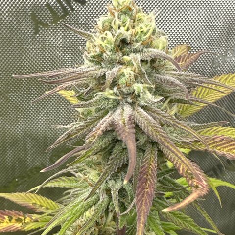 Cherry Pie - ILGM growlog timeline photo