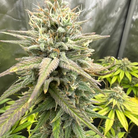 Cherry Pie - ILGM growlog timeline photo