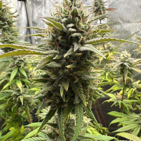 Cherry Pie - ILGM growlog timeline photo