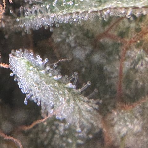 Sweet Tooth - ILGM growlog timeline photo
