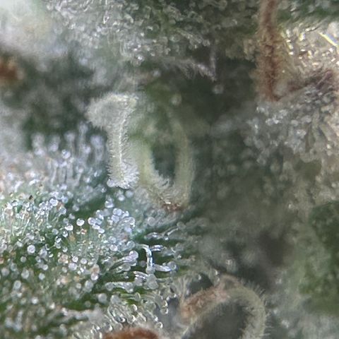 Cherry Pie - ILGM growlog timeline photo