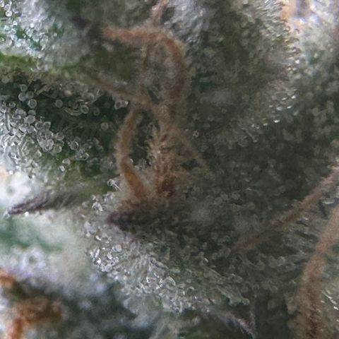 Cherry Pie - ILGM growlog timeline photo