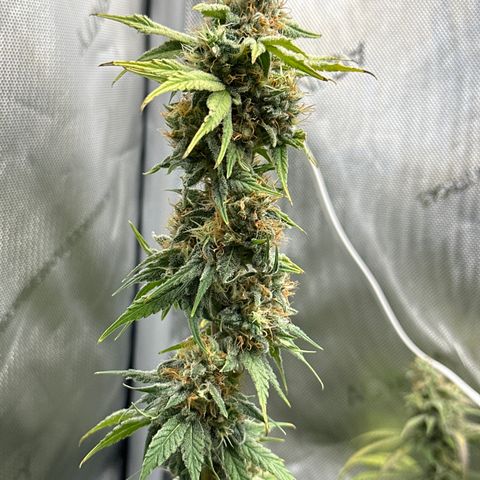 Sour Diesel - ILGM growlog timeline photo