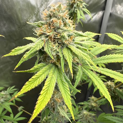 Sour Diesel - ILGM growlog timeline photo