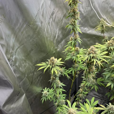 Sour Diesel - ILGM growlog timeline photo