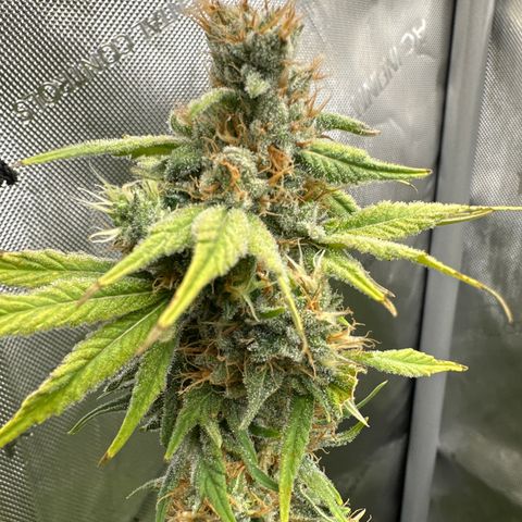 Sour Diesel - ILGM growlog timeline photo