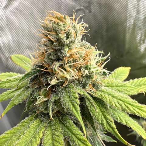 Sour Diesel - ILGM growlog timeline photo