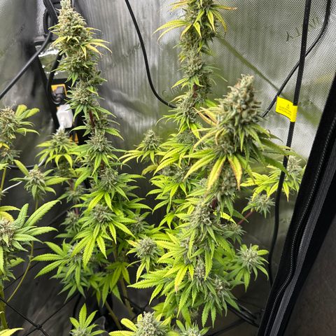 Sour Diesel - ILGM growlog timeline photo