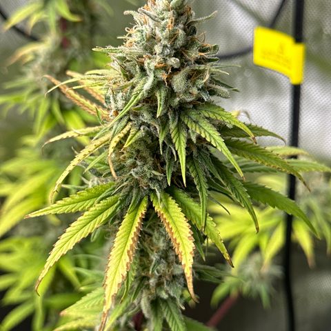 Sour Diesel - ILGM growlog timeline photo