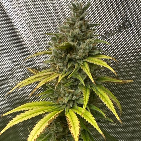 Sour Diesel - ILGM growlog timeline photo