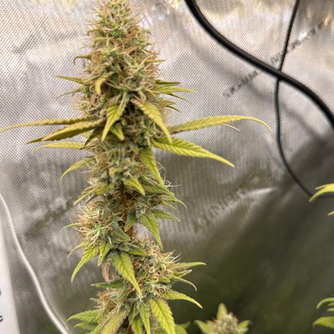 Cookies & Cream - ILGM growlog timeline photo