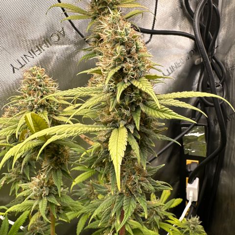 Cookies & Cream - ILGM growlog timeline photo