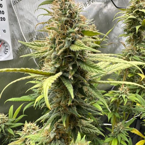 Cookies & Cream - ILGM growlog timeline photo