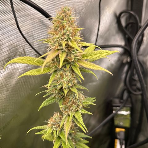 Cookies & Cream - ILGM growlog timeline photo