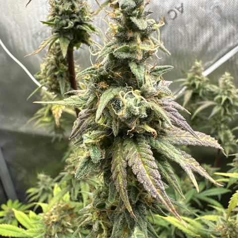 Cookies & Cream - ILGM growlog timeline photo