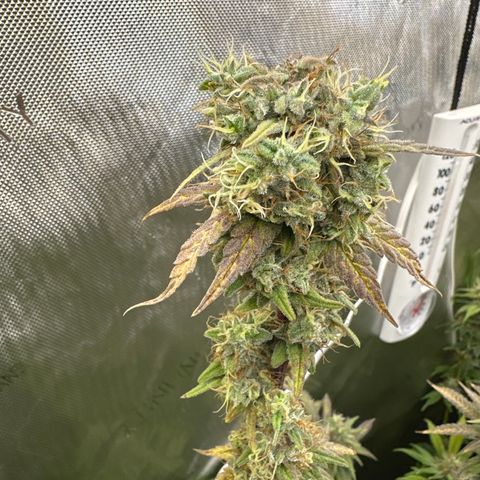 Cookies & Cream - ILGM growlog timeline photo