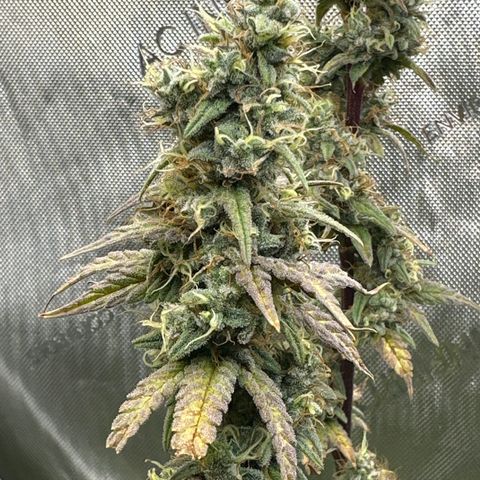 Cookies & Cream - ILGM growlog timeline photo