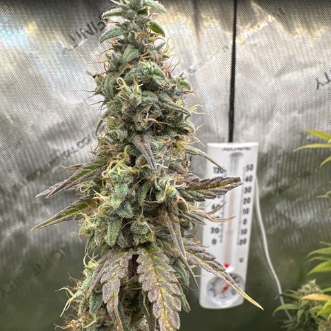 Cookies & Cream - ILGM growlog timeline photo