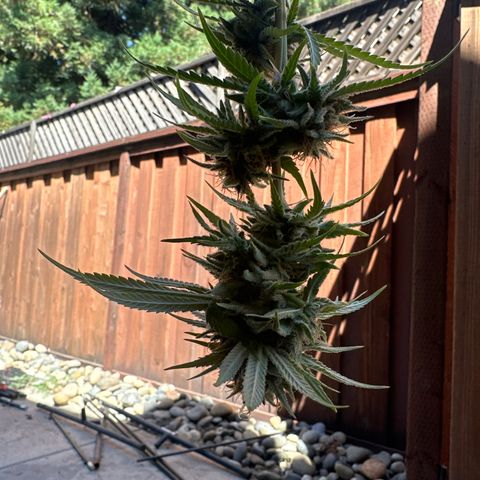 Cherry Pie - ILGM growlog photo: clip day