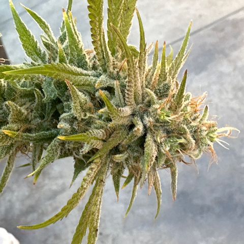 Cherry Pie - ILGM growlog photo: clip day