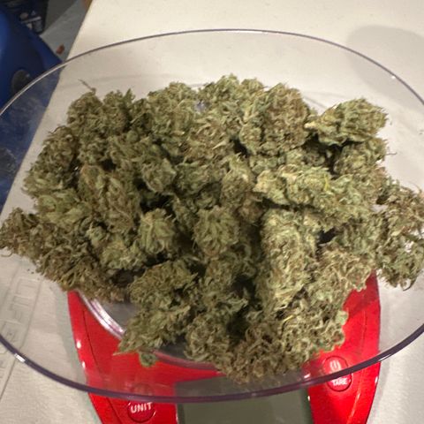 Sour Diesel - ILGM growlog photo: Sour Diesel Plant# 30 grams 
