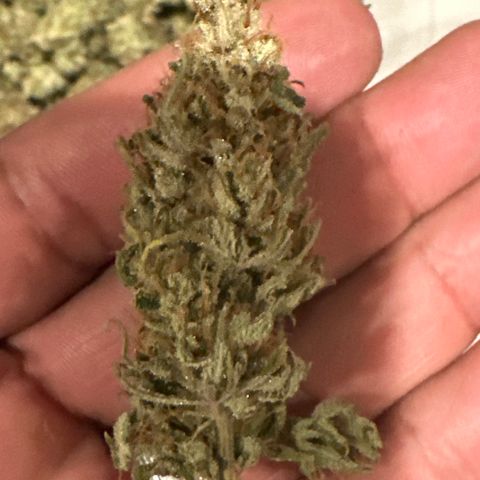 Sour Diesel - ILGM growlog photo: Sour Diesel Plant# 30 grams 