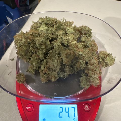 Sour Diesel - ILGM growlog photo: Plant 2 yielded 24.8 grams. In total, 54 grams 