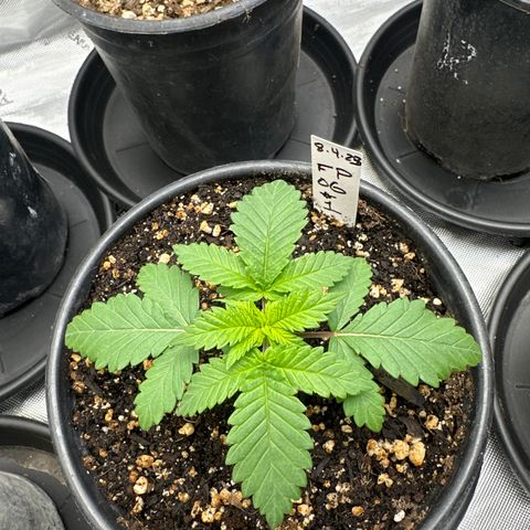 FPOG#1  growlog timeline photo