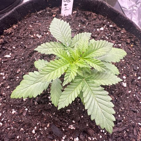 FPOG#1  growlog timeline photo