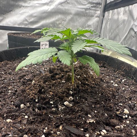 FPOG#1  growlog timeline photo