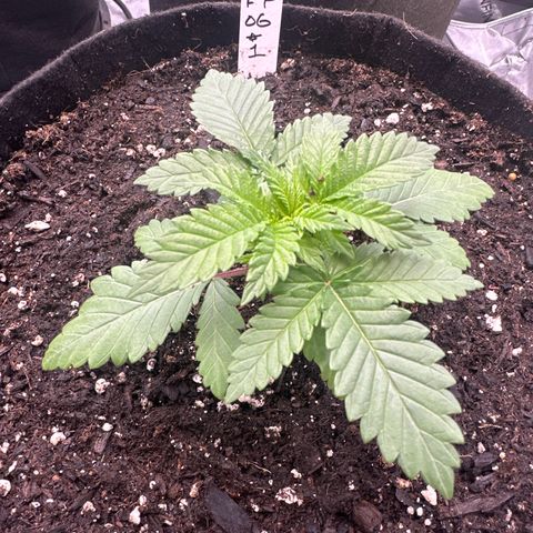 FPOG#1  growlog timeline photo