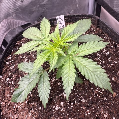 OG#4 growlog timeline photo