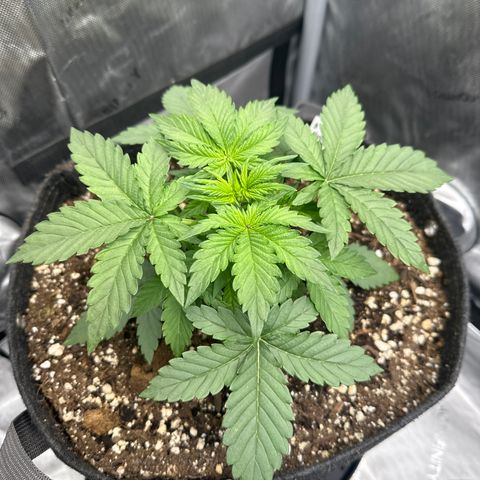 OG #3 growlog photo: She grew a lot overnight with the light intensity increase 
