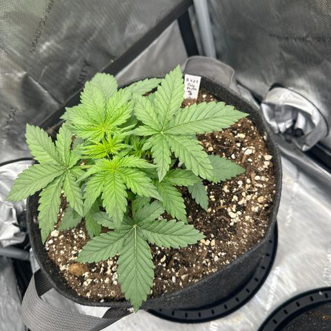 OG #3 growlog photo: She grew a lot overnight with the light intensity increase 