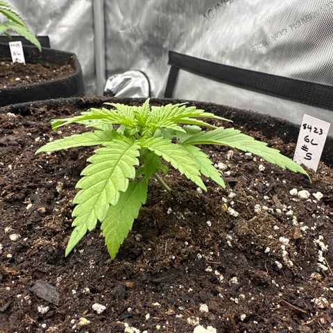 GL#5 growlog timeline photo