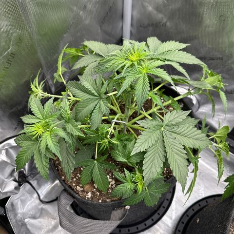 OG #3 growlog photo: LST