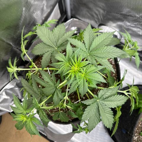 OG #3 growlog photo: LST